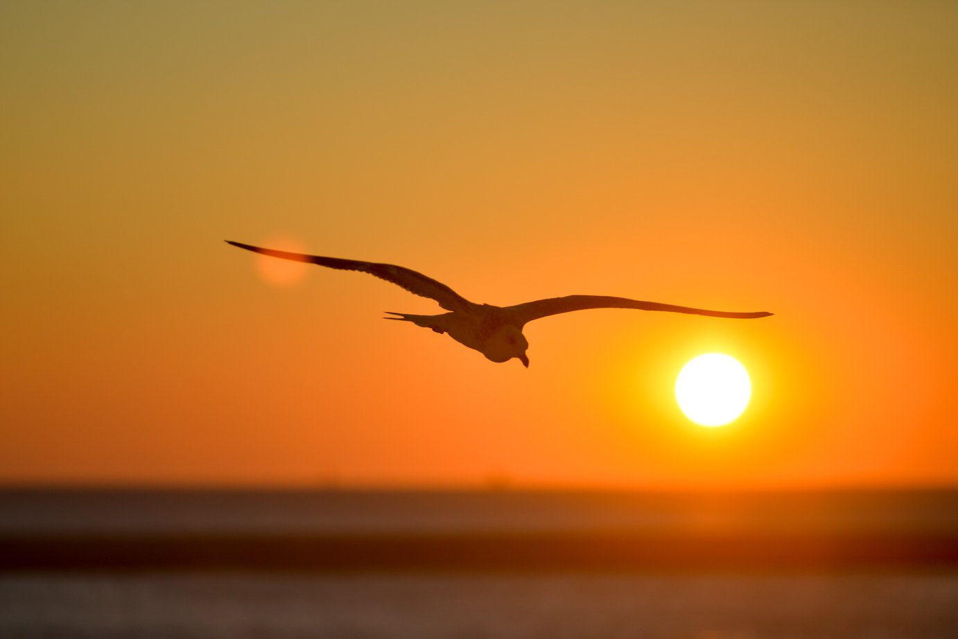 Bird Flying at Sunset