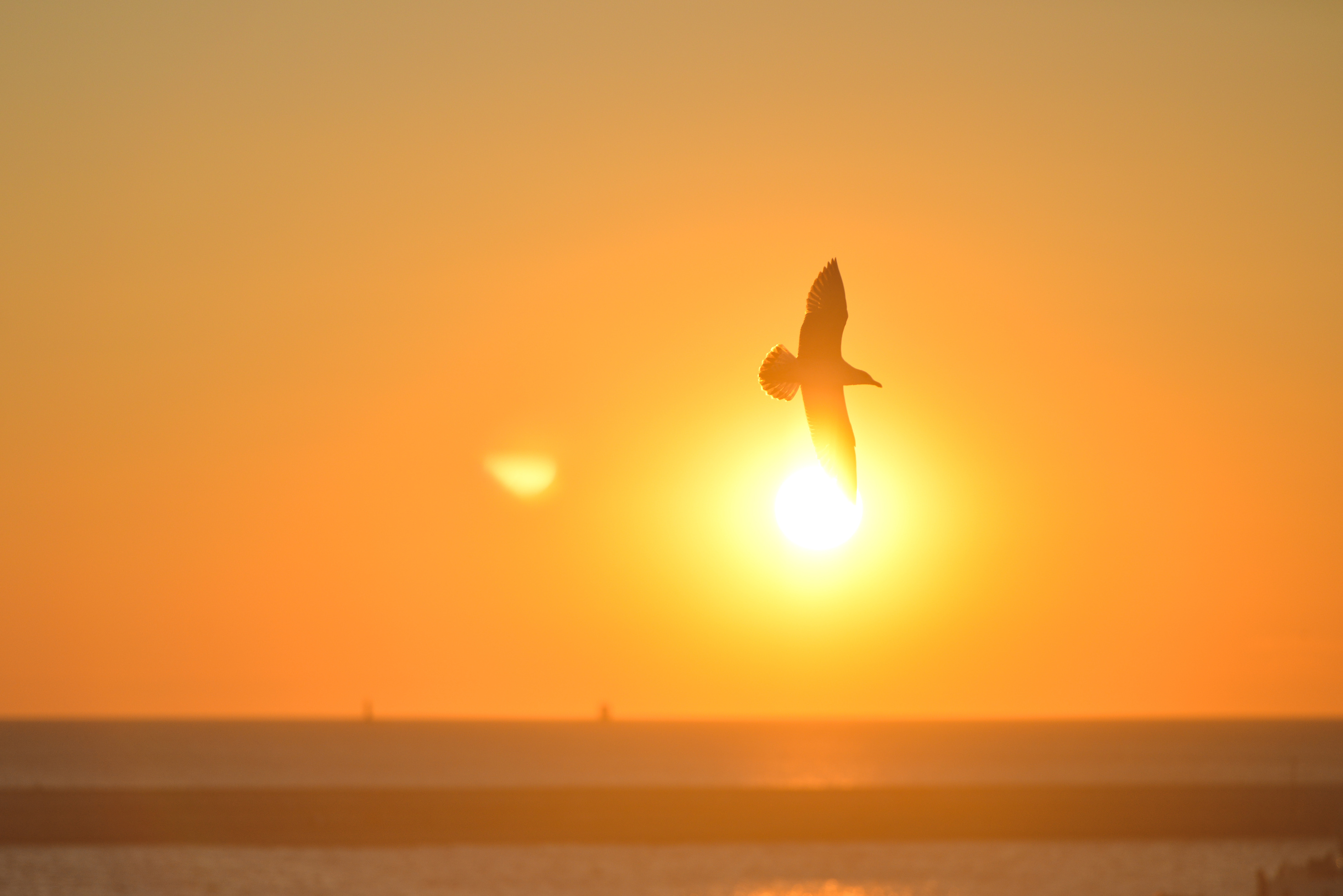 Silhouette of Flying Bird during Sunset